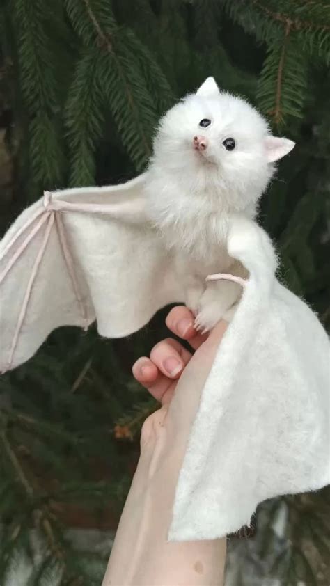 Adorable Bats: Discover the Cutest Baby Animals