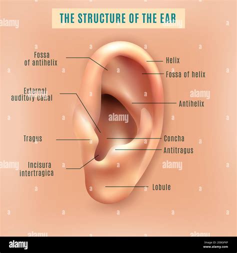 Outer external part of human ear structure picture and definitions ...