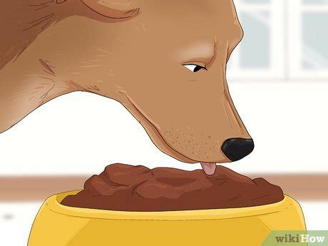 How To Treat Dog Fever At Home