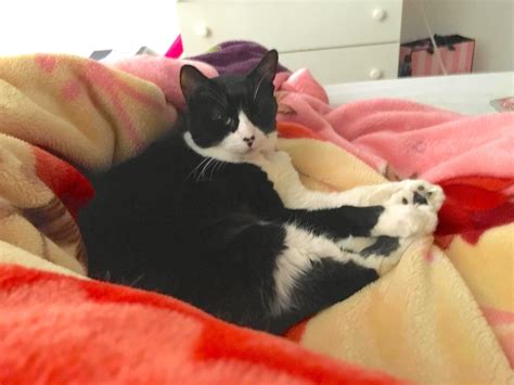 how to stop a cat peeing on bed