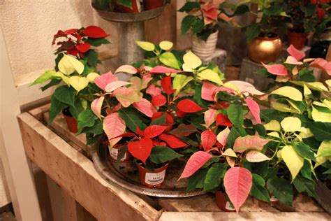 How To Keep My Poinsettia Alive - Sockthanks29
