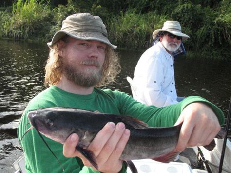 catfish  chomping  summer hits dunedin fl patch