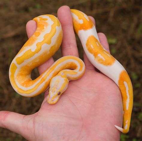 biological canvas ball python  ball pythons morphmarket