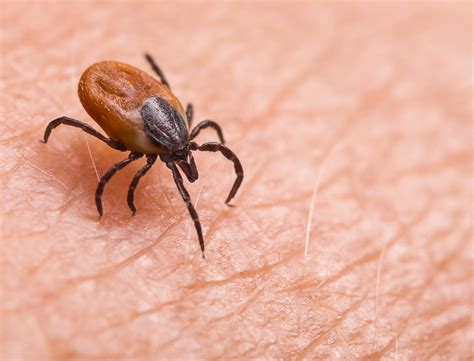 Lyme Disease 2024 - Adria Ardelle