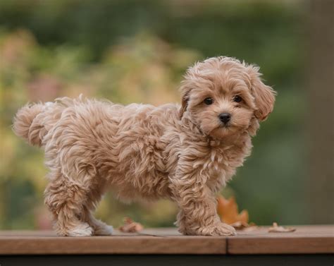 25 Maltipoo Haircuts to Make Your Puppy Even Cuter