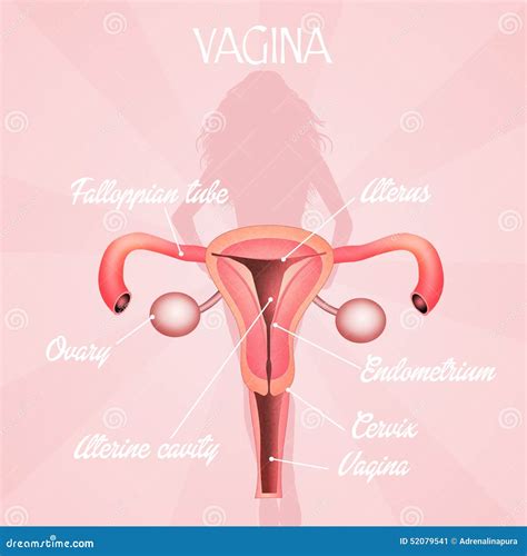 Vagina Cartoons, Illustrations & Vector Stock Images - 4387 Pictures to