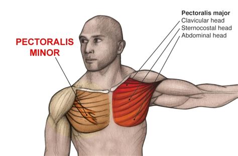 Chest Muscles Anatomy, Function (Pectoral Muscles)