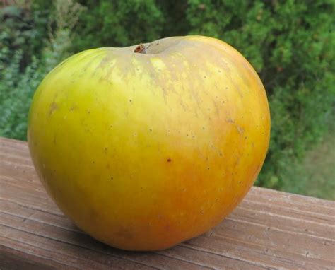 Archivo:Cross Section Of Antonovka, National Fruit