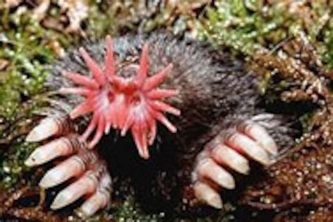 Video Star Nosed Mole at Rick Weiss blog