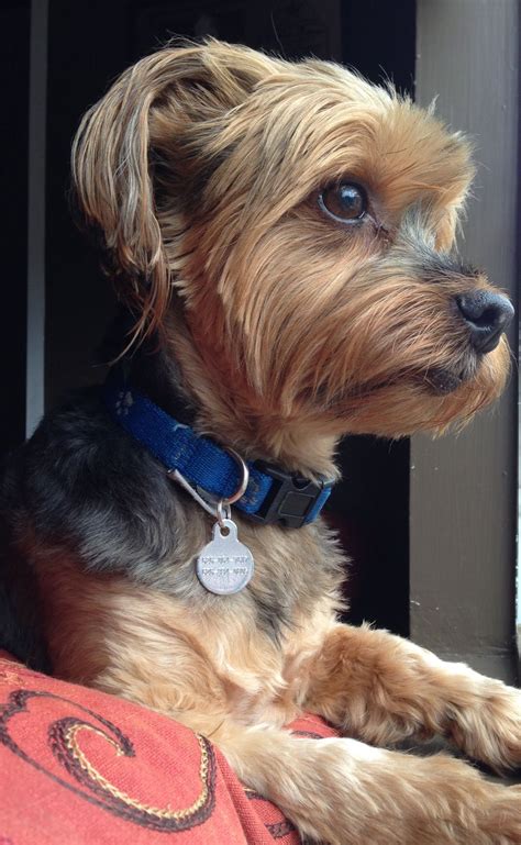 Why Is My Yorkie Puppy Hair Turning White at Brian Standish blog
