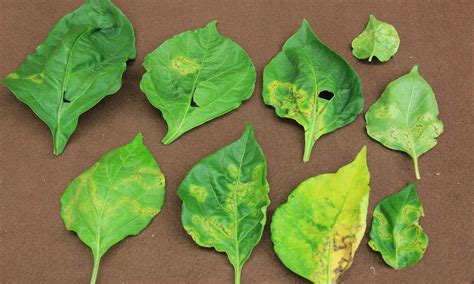 understanding  managing cucumber mosaic virus