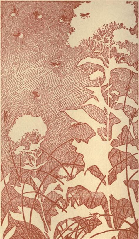 beauty  fireflies transience myth bioluminescence