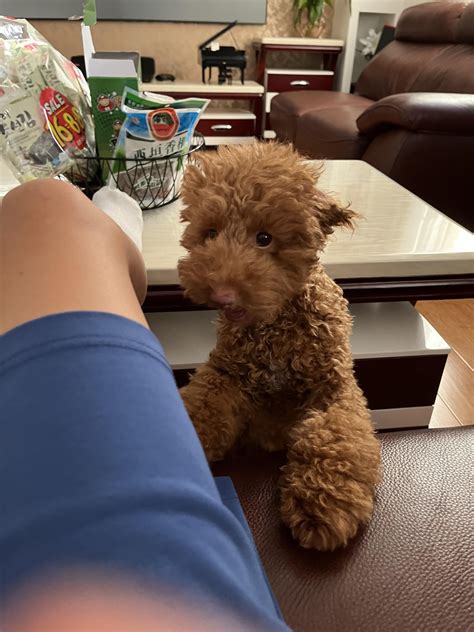 Free Violin Chan or these two will haunt you forever : r/Davie504