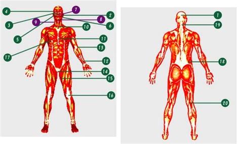 Corpo Humano Pontos Vitais - Neutrino Digital: Pontos vitais do corpo humano
