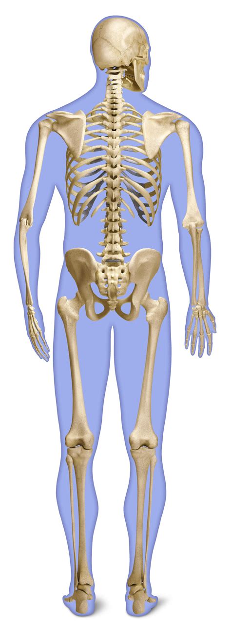 Human Back Bones | Back of Human Skeleton | DK Find Out