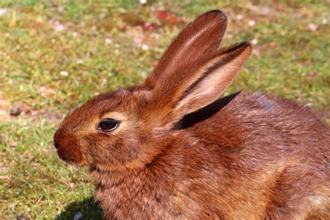 Belgian Hare - Pet Profile