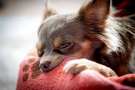 Find Your Perfect Chihuahua Yorkie Poo Mix Today! - The Chihuahua Guide