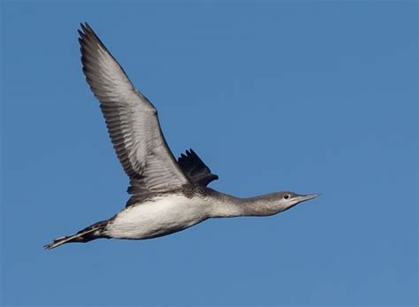 red throated loon birdforum opus birdforum