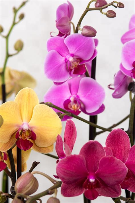 Free Images : blossom, white, flower, petal, bloom, tropical, macro ...