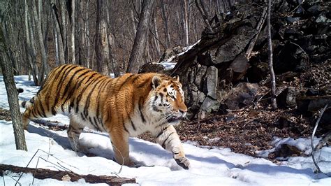 Siberian Tiger Wallpaper - WallpaperSafari