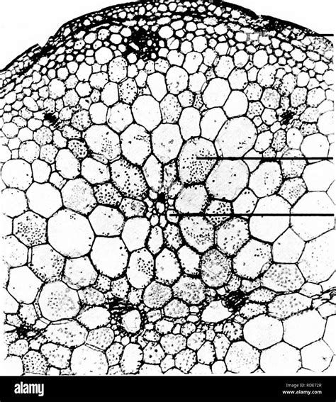 . Photomicrographs of botanical studies. Photomicrography. 60 ...