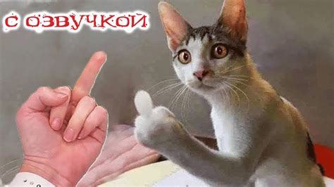 ПРИКОЛЫ С КОТАМИ! Смешные коты С ОЗВУЧКОЙ! САМЫЕ СМЕШНЫЕ ЖИВОТНЫЕ ...