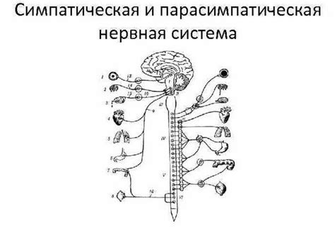 Симпатическая и парасимпатическая нервная система