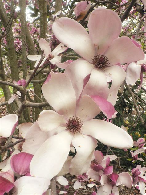 Magnolia Cultivars J - Trees and Shrubs Online