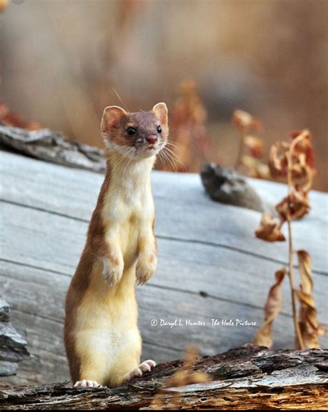 weasel for pets