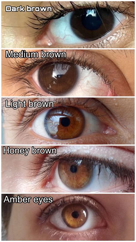 Brown eyes chart guide🤎🧡🍯 : r/eyes