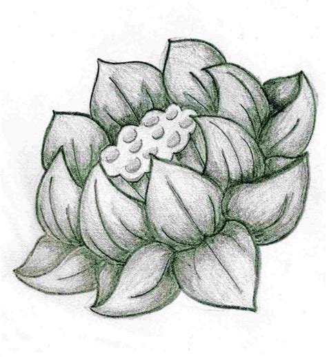 Shaded Flower Drawing at PaintingValley.com | Explore collection of ...