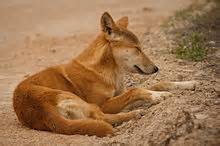 canis lupus dingo wikipedia