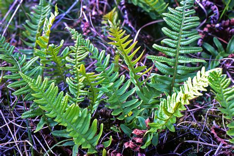 Polypodium vulgare (Polypodiaceae) image 49734 at