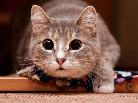 Обои на рабочий стол: Кошки (Коты Котики), Животные - скачать картинку ...