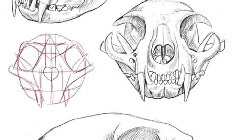 Cat Skull Drawing at PaintingValley.com | Explore collection of Cat ...