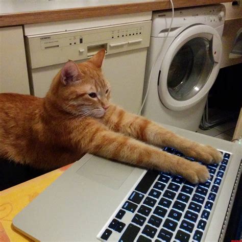 On The Internet Nobody Knows Youre A Cat. | Cute cats HQ - Pictures of ...