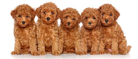 How Much Should Miniature Poodles Eat