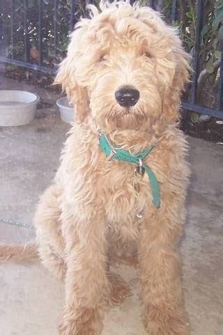 Amy Winehouse Galleries: red goldendoodle puppies for sale