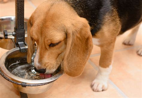 dog drinking  lot  water  vet verified reasons dogster