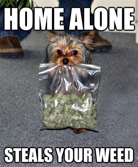 Home alone STeals your weed - Thief DOg - quickmeme