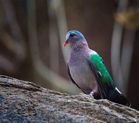 list  birds  tamil nadu wikipedia