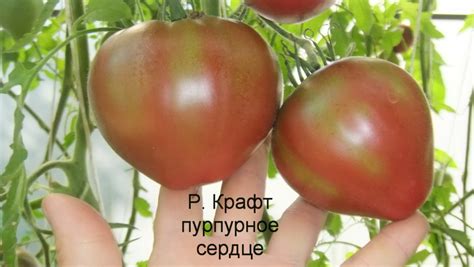 Томат Пурпурное Сердце Фото — Bluemorphotours.ru