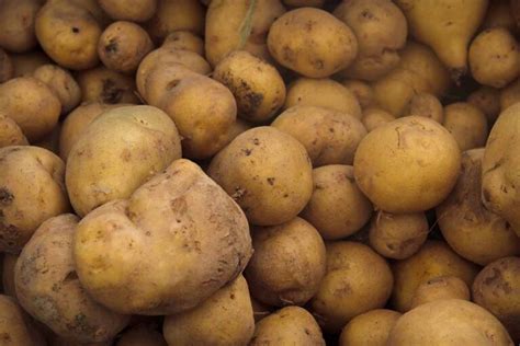 19 of the Best White Potato Varieties to Grow at Home