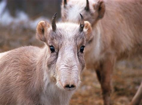 Home – Saiga Conservation Alliance