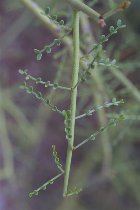 Parkinsonia microphylla (Fabaceae) - leaf - whole upper surface