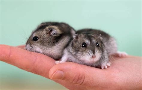 O Que Significa Hamster - Hamster: como cuidar, características, quanto tempo vive