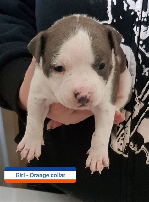 Pin by American Staffys 2 on American Staffys 2 | Dogs, Animals, Pitbulls