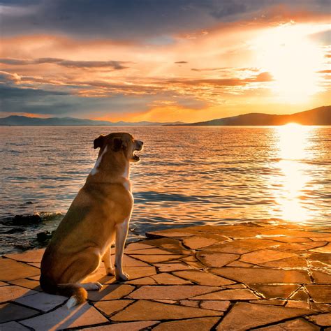 Keeping Tabs on Your Furry Friend: Pet Health Monitoring for Seniors