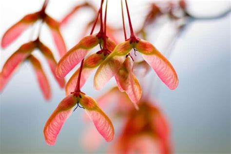Helicopter Seeds and 4 Maple Trees That Produce Them - Conserve Energy Future
