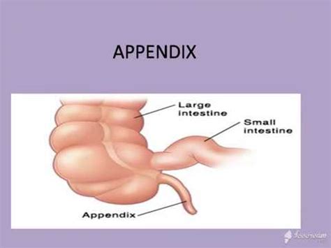appendix structure anatomy  physiology youtube